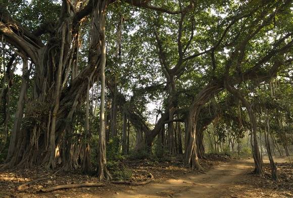 Vasudhaiva Kutumbakam