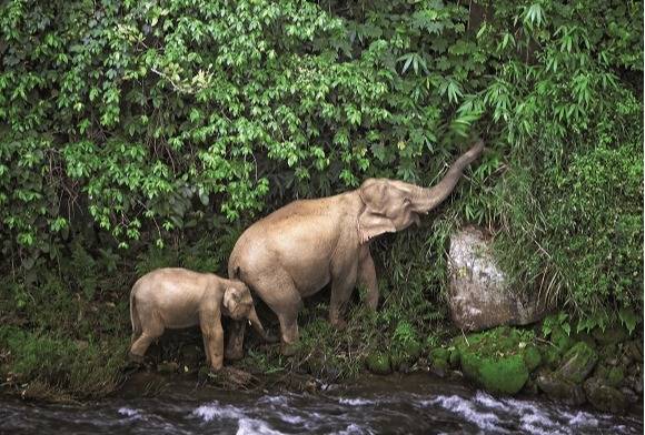 State vs Elephas Maximus