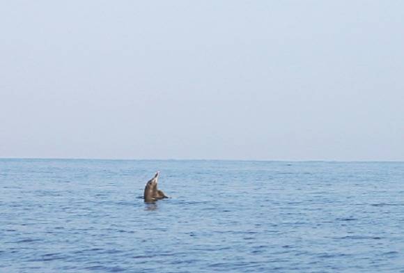 Watching Dolphins and Working with Communities