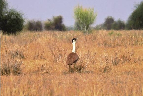Great Indian Bustards - Extinction Inevitable?