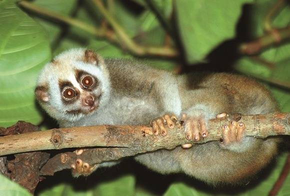 The Bengal Slow Loris