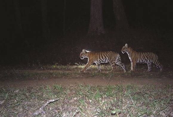 Wildlife Conservation Society