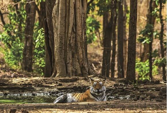 A Real Forest Experience