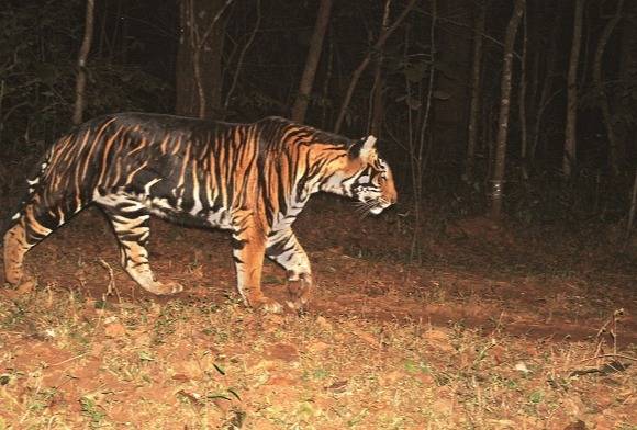 Counting Tigers