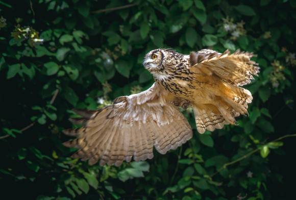 Notes from a Bubophile