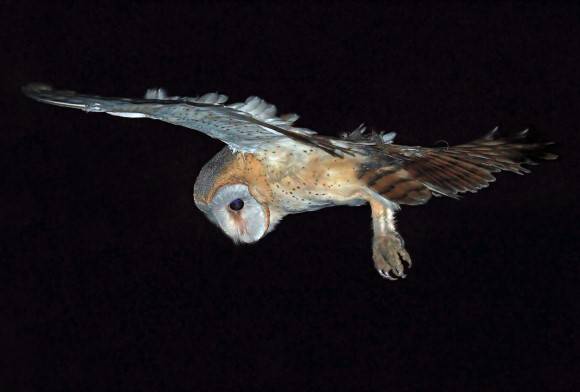 Owls Of The Forests Edge