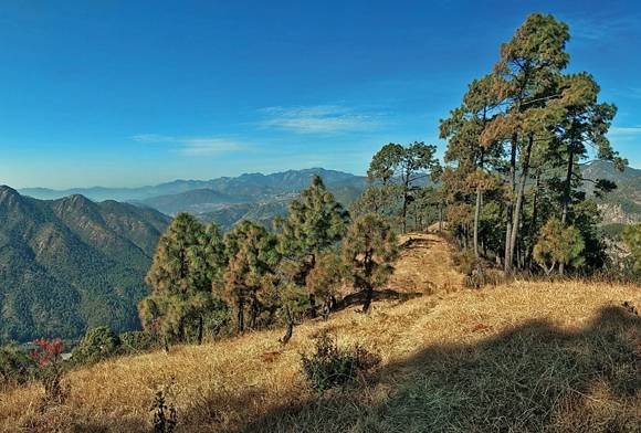 Another November In The Forests Of Uttarakhand