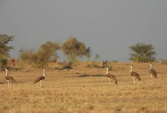 Saving the Great Indian Bustard