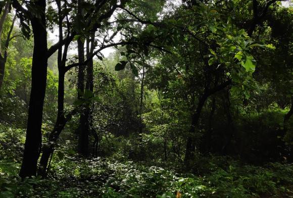 Narendra Modi's Development Plan? Will It Hang India's Wildlife?