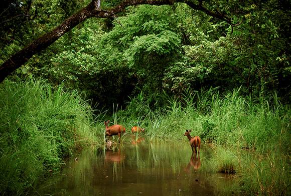The Timbaktu Collective