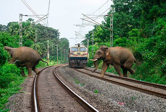 Railway Minister Urged To Act On Rise In Elephant Deaths By Train Collisions