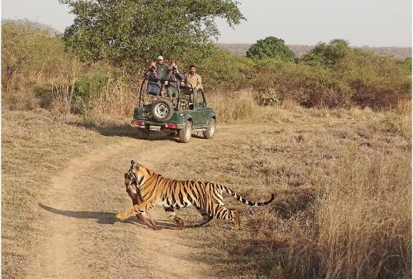 Expanding Tiger Conservation