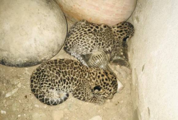 The Lost Cubs of Rajsamand