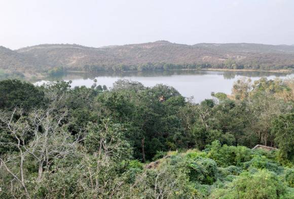 Compassion and Conservation in the Time of Corona