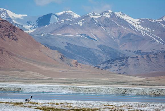 The Secret Lives Of Himalayan Wolves