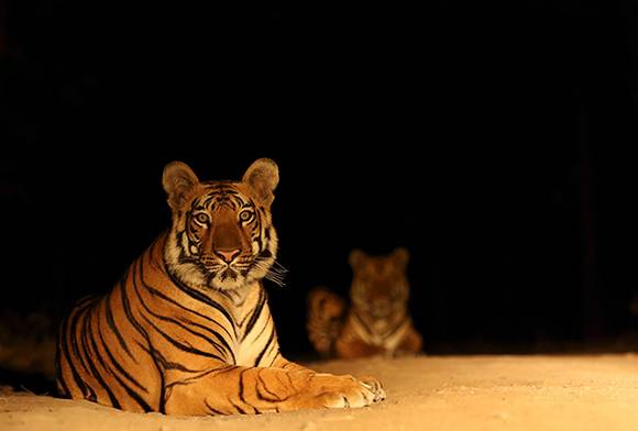 In The Jungles Of The Night