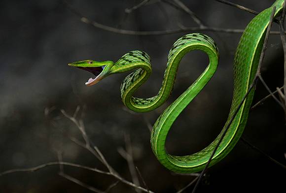 Nova Nature Welfare Society