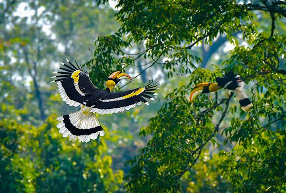 Hornbill Haven