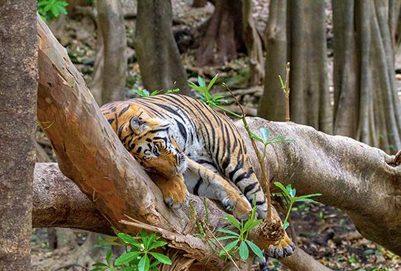 Kanha National Park - The Pride Of Project Tiger