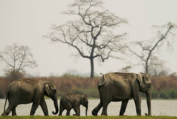 Melagiris - Secret Jewel Of The Eastern Ghats