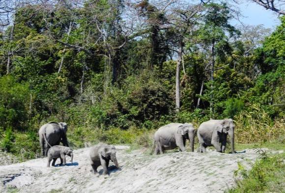Citizens Voice Concern for Dihing Patkai in Letter to MoEFCC