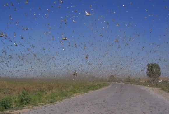 What You Need to Know About Locust Swarms