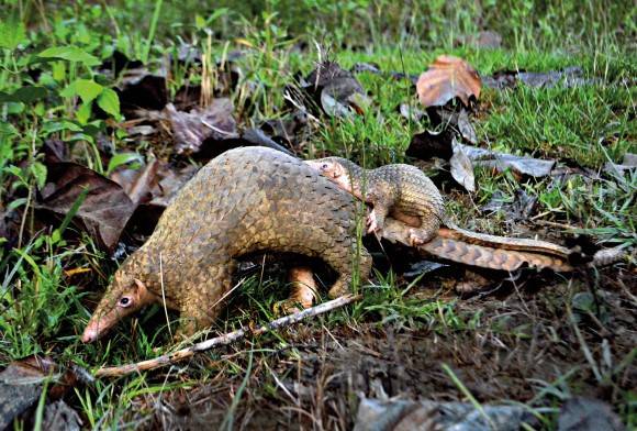 The Pangolin Crisis