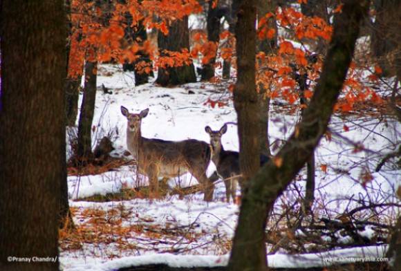 A Critical Note On The Status Of Hangul (Kashmir Deer)