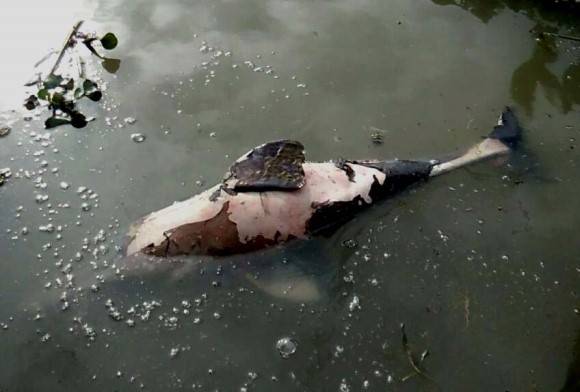 Oil Well Blowout Endangers People & Wildlife near Baghjan, Assam
