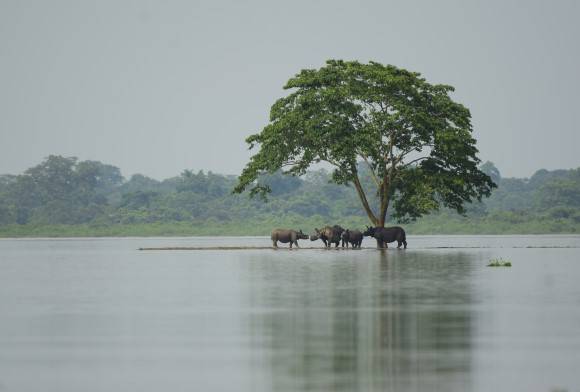 Operation Save Kaziranga