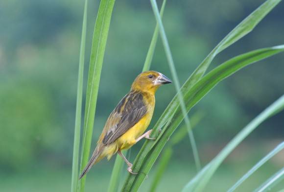 In Search Of The Elusive Finn's Weaver