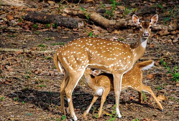 Revisiting Nagarahole