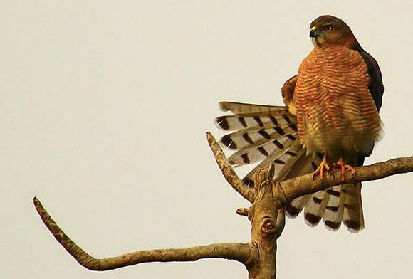New Species Of Bird Discovered In India And China By International Team Of Scientists