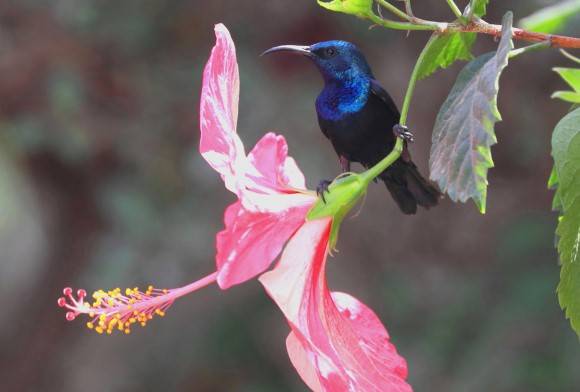 Diary of a Young Birder