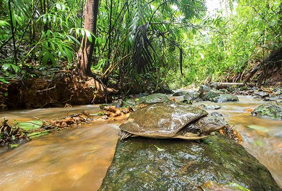 Meet Shashank Dalvi: Naturalist, Conservationist, Scientist