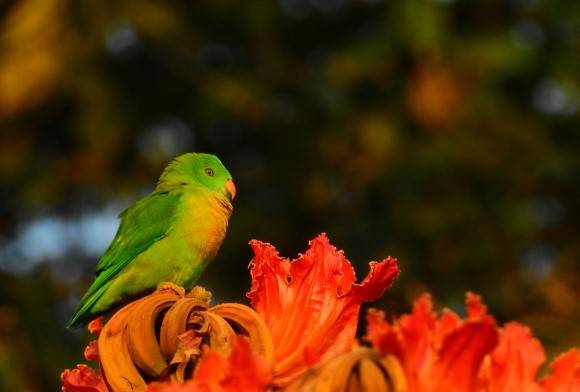 An Imagined Man-eater by the Bedthi River
