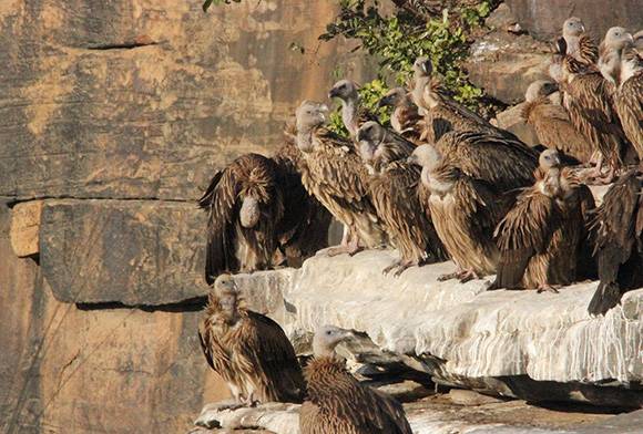The Great Indian Vulture Decline
