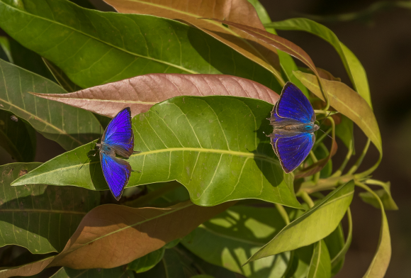 Winged Whimsy: Mormons, Nawabs, Pansies and More
