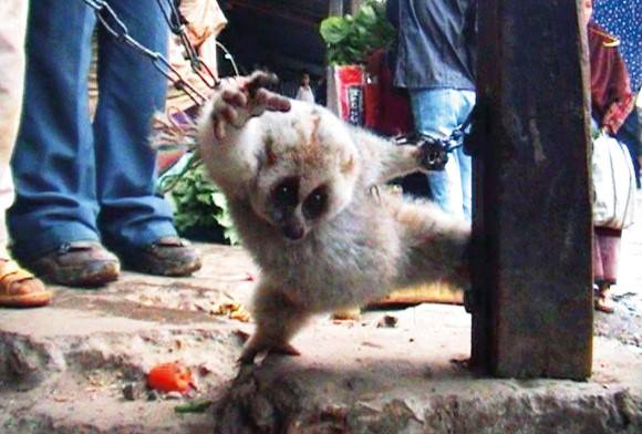 The Making of 'The Wild Meat Trail'