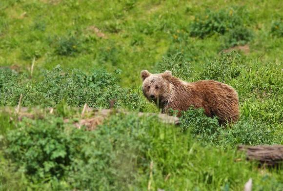 Brown Bears of the Middle Himalaya