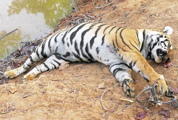 The Cold Clutch of Death By Snare