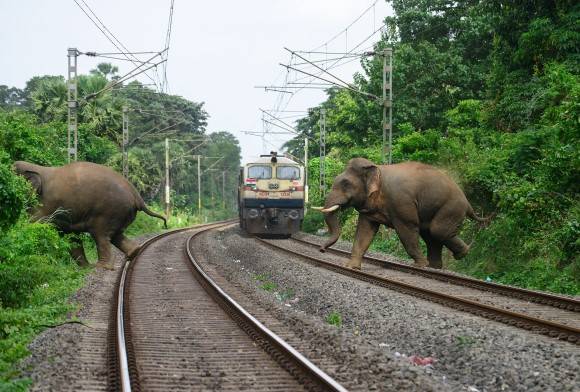 The Ecological Cost of Increasing Infrastructure in Forests