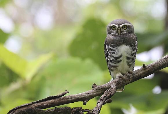 Eurasian Eagle Owl or Indian Eagle Owl? How to Tell the Difference.