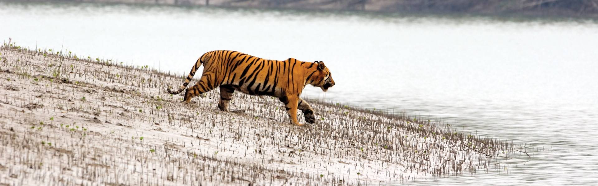 Human overreliance on Sundarbans forest threatens Royal Bengal Tigers