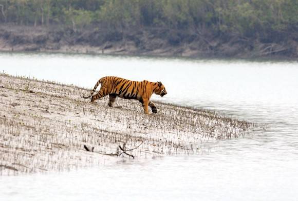 Fishers and Felines: Conflict Mitigation in the Sundarbans