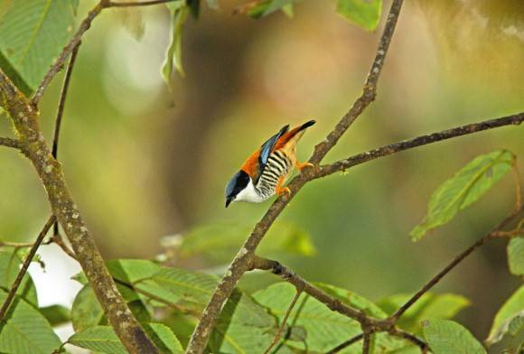Bird Playback: Reflections on Audio Technology and Birding Practices