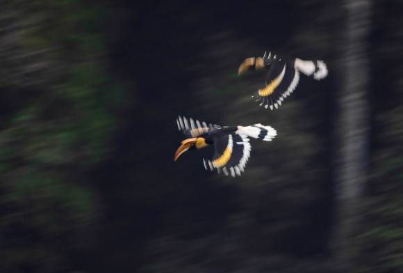The Freewheeling Hornbills