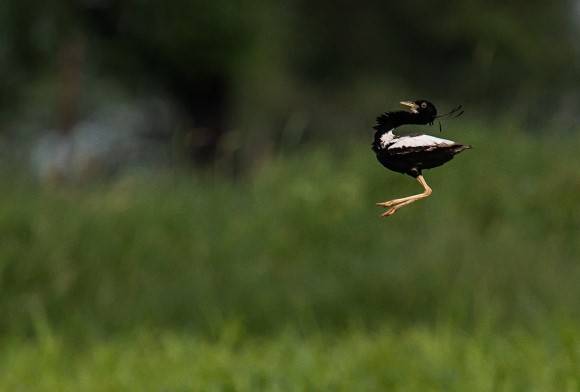 A Motorcycle Birding Diary