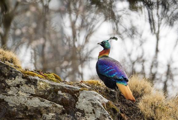 Western Himalayan Birds