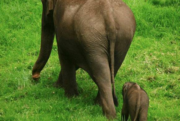 Right Of Passage: Elephant Corridors Of India
